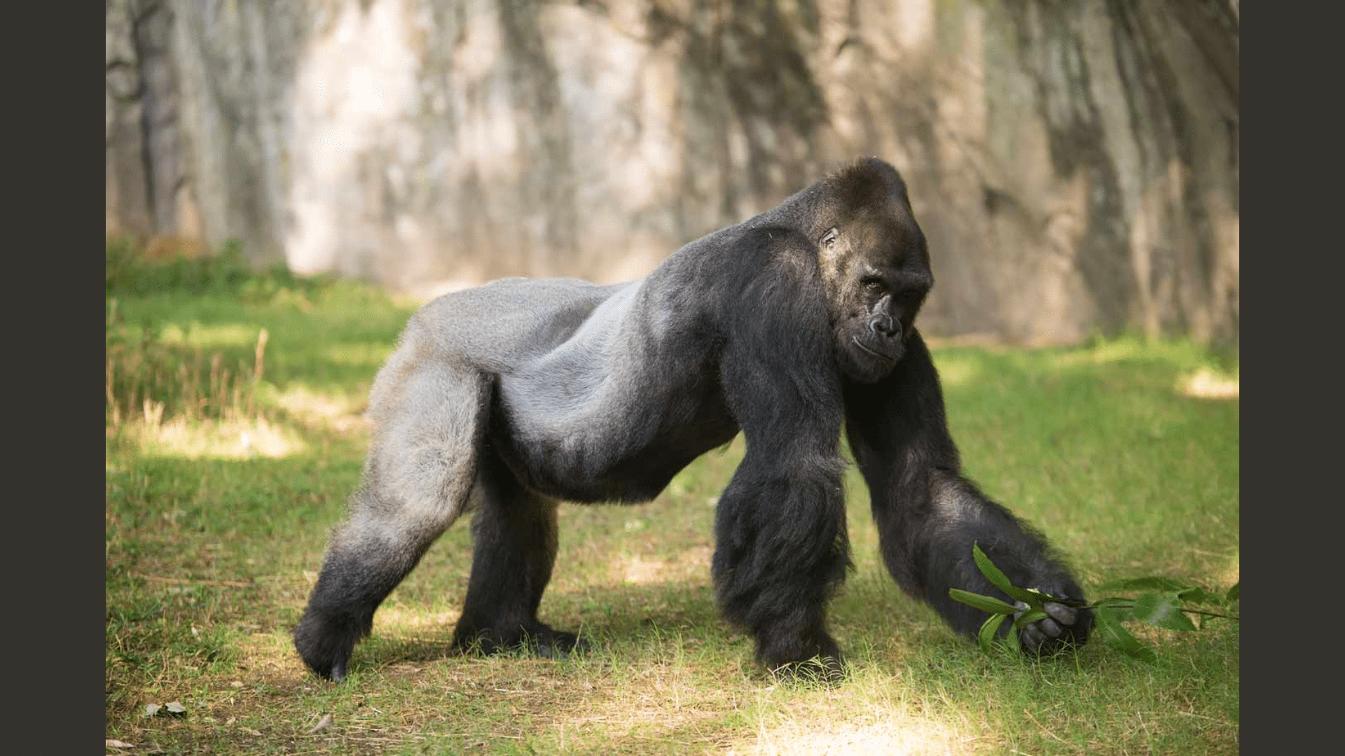 gorilla