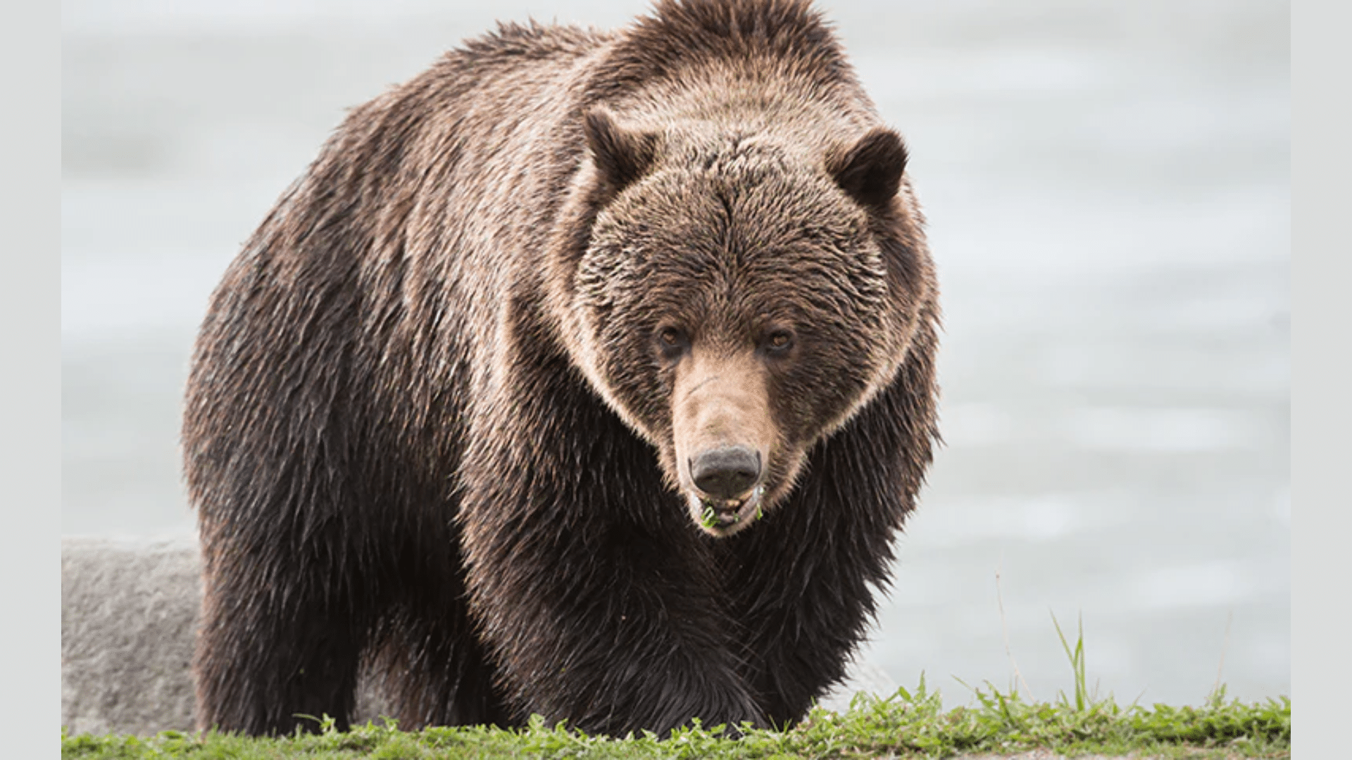 grizzly bear 2