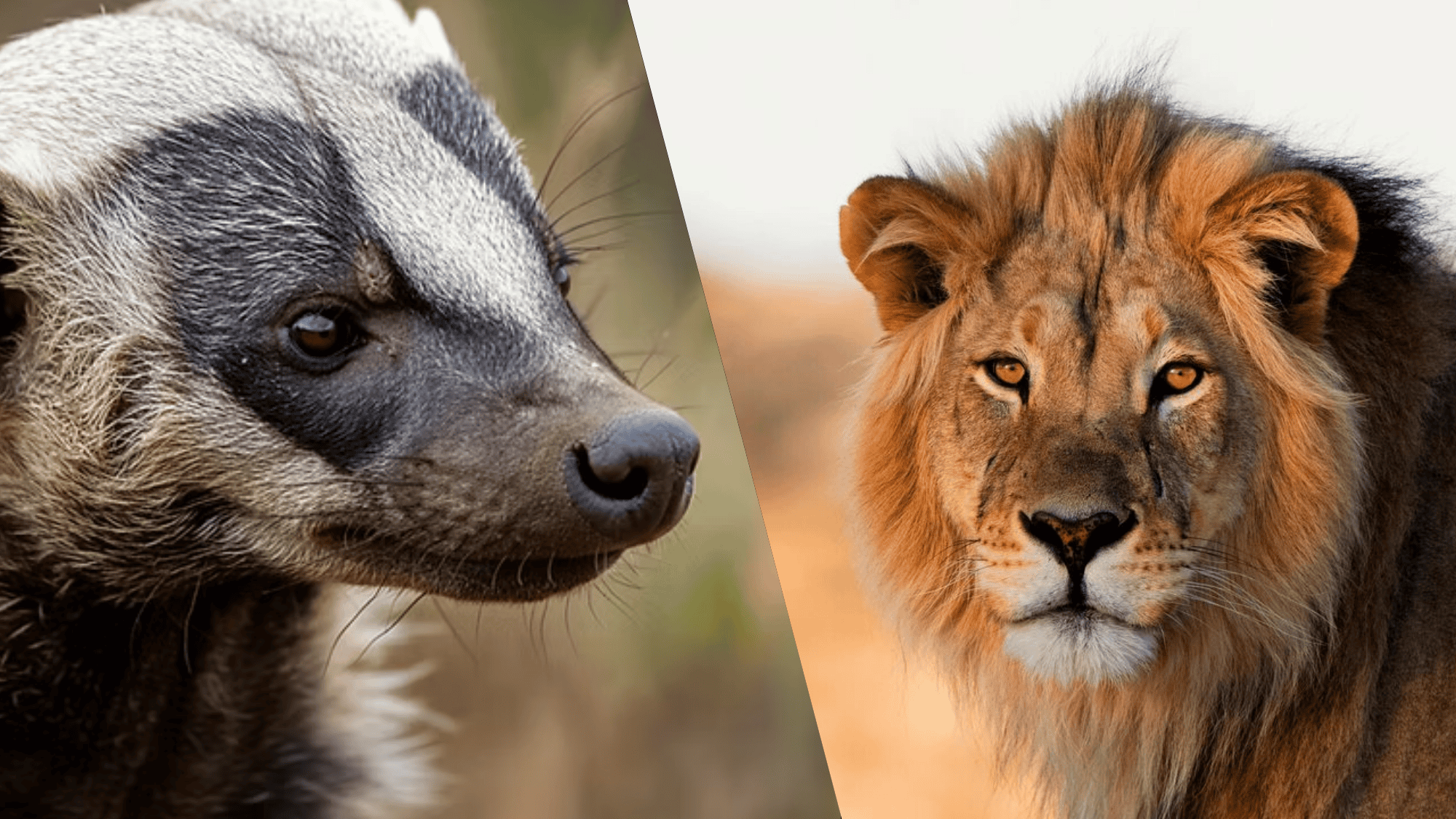 honey badger vs lion