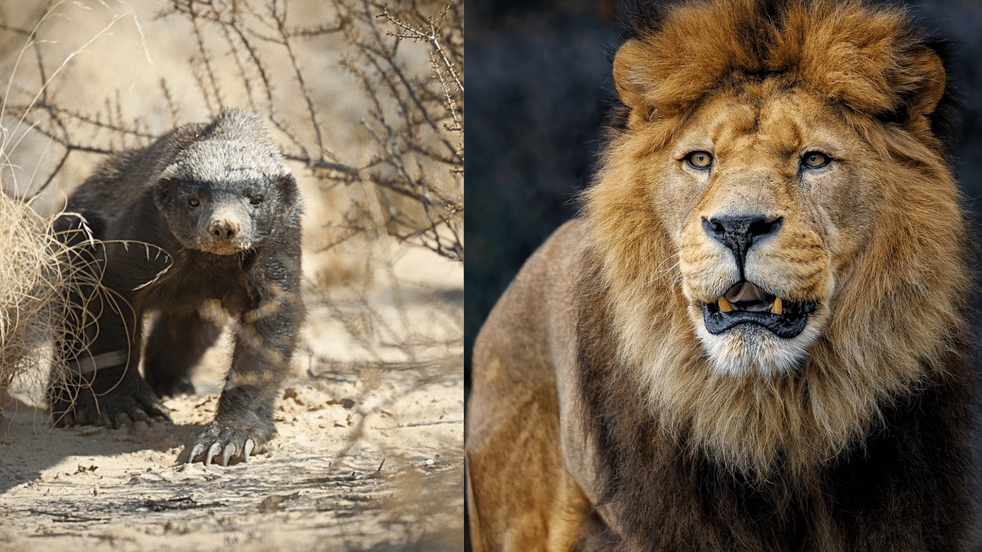 honeybadger-vs-lion-featured-img
