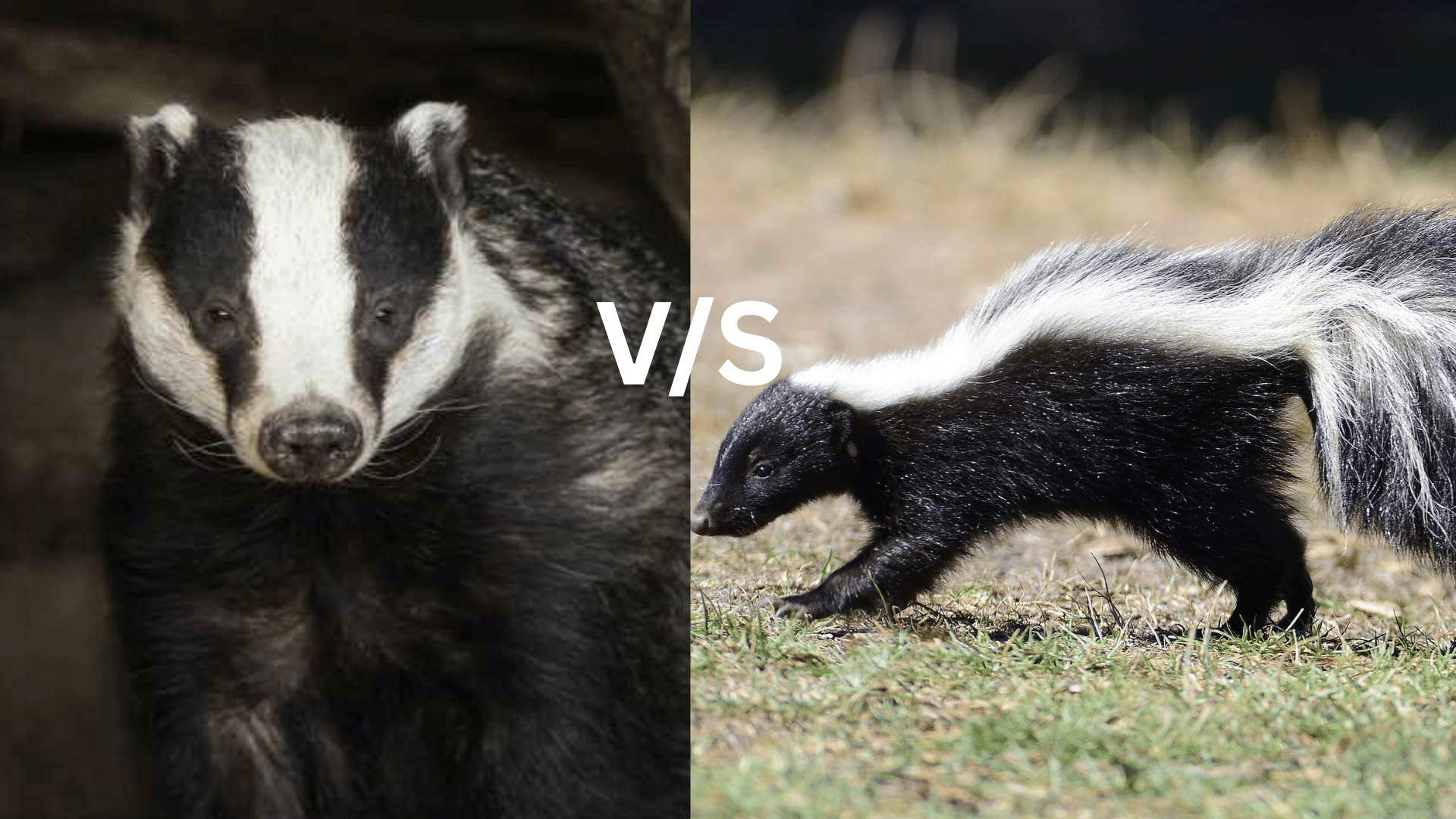 Honey Badger Vs. Skunk: Spot the Differences