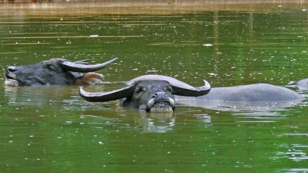 How Long Can Water Buffaloes Stay Submerged?