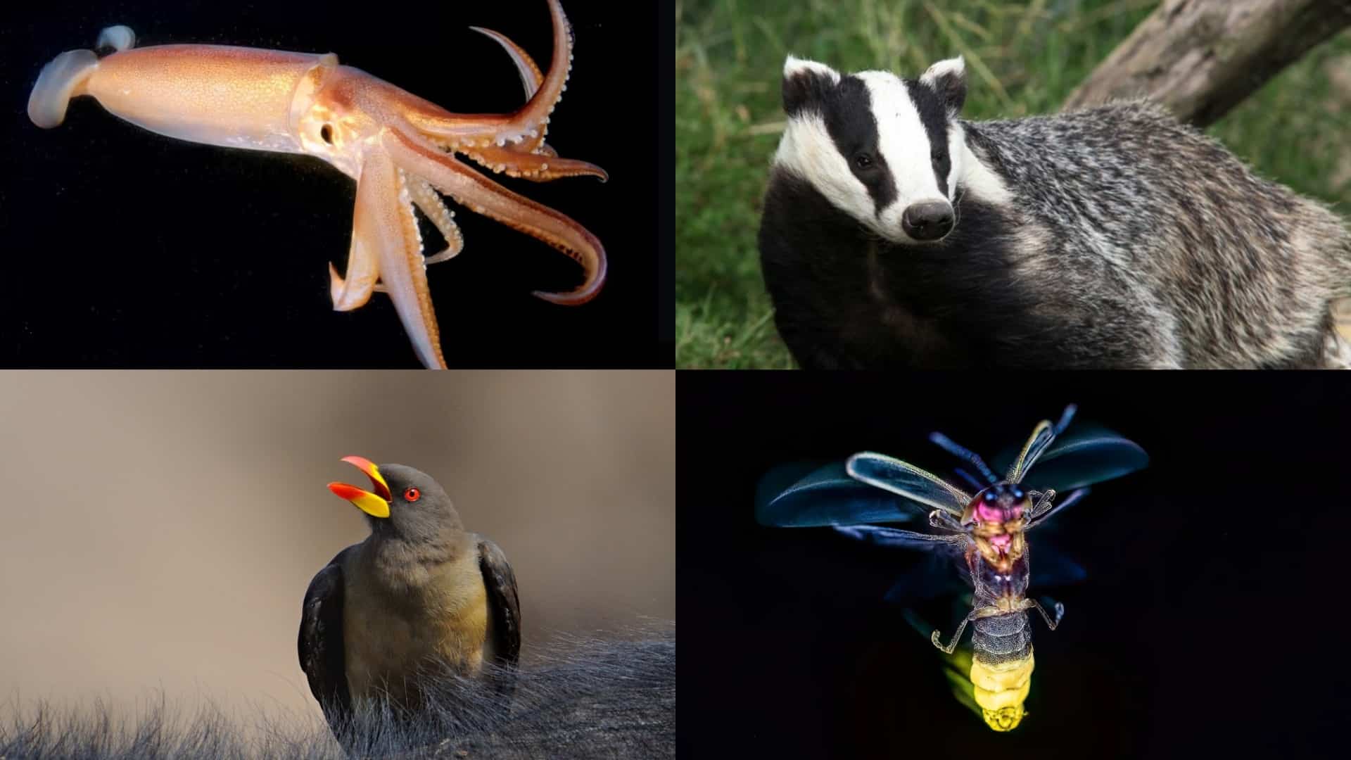 interesting-facts-about-the-animal-kingdom