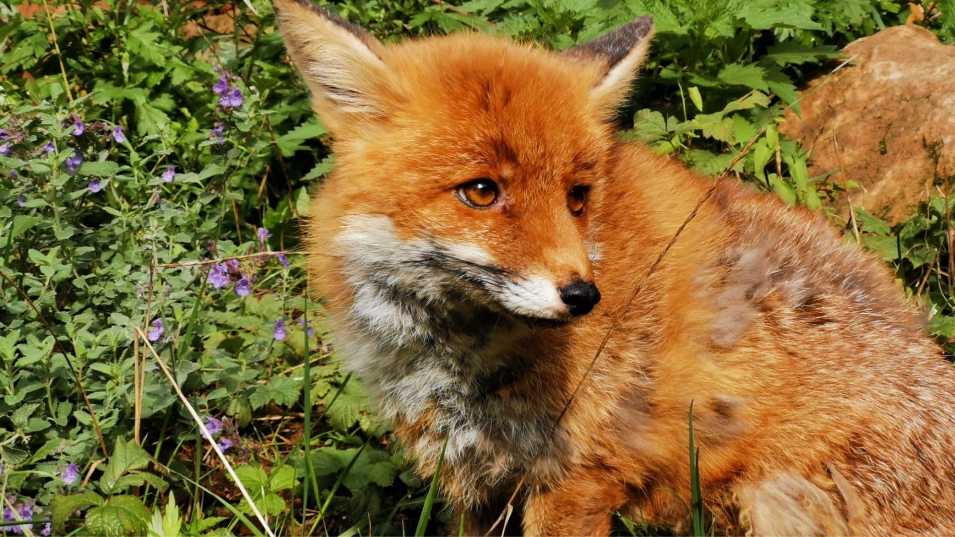 17 Fun and Interesting Facts About Fox