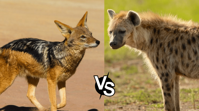 Jackal vs Hyena: What Sets These Carnivores Apart?