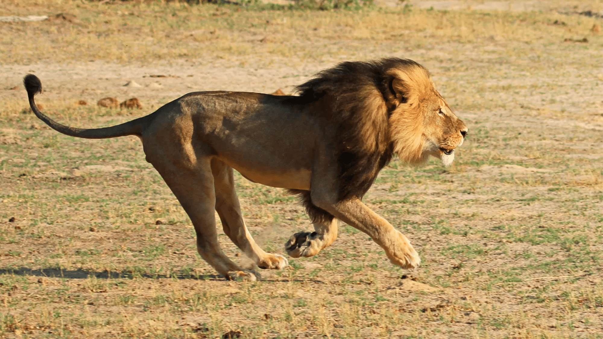 lion hunting