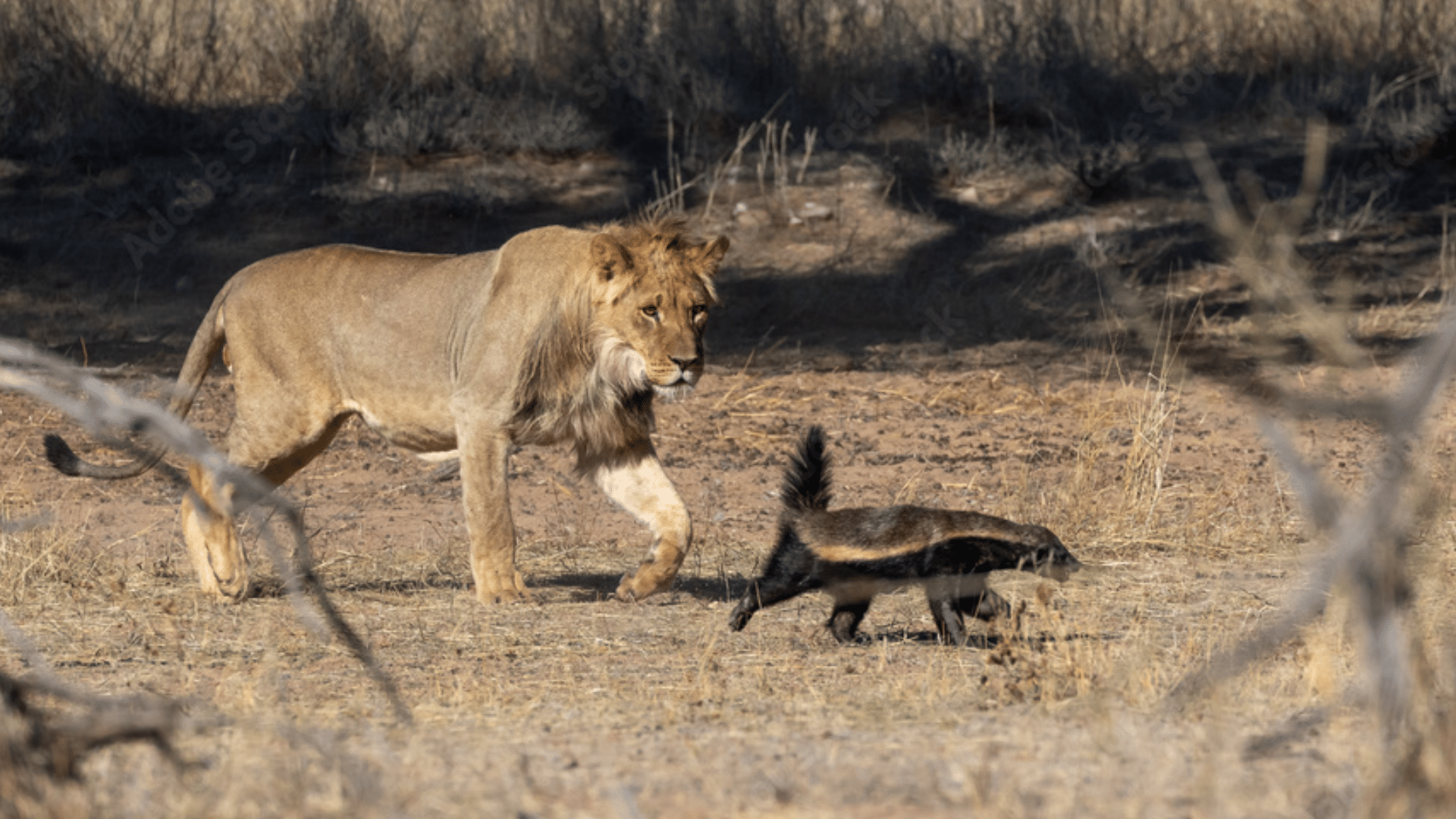 lion-with-badger-fmain-eatured-img