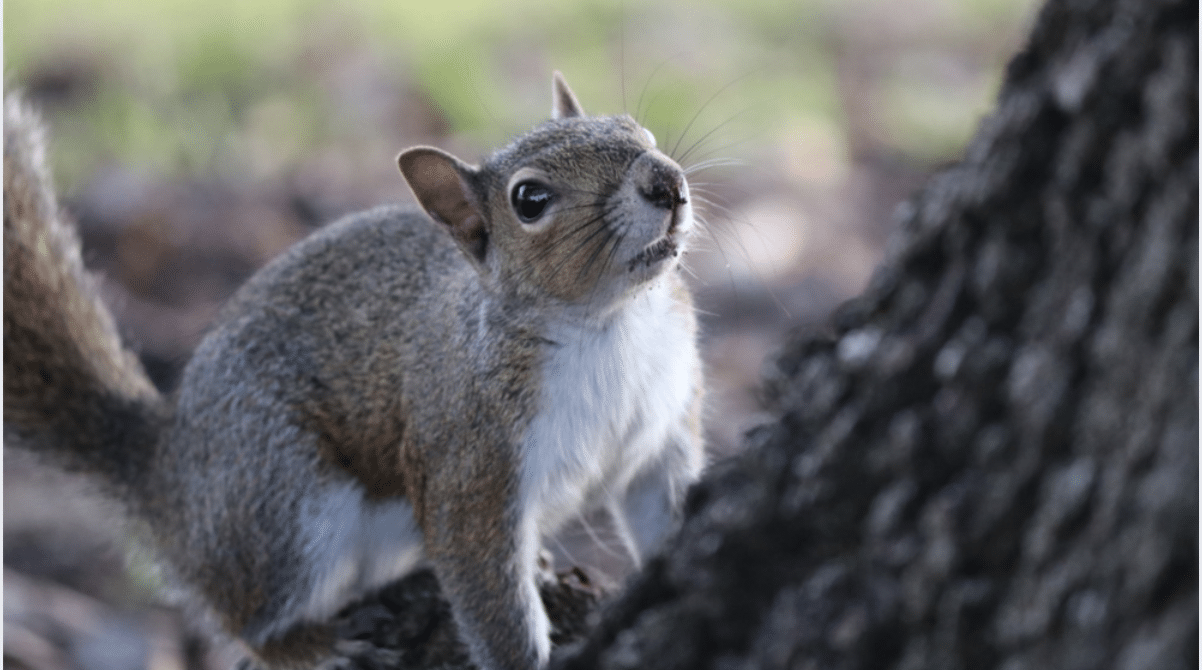 methods-remove-squirrel-from-attic
