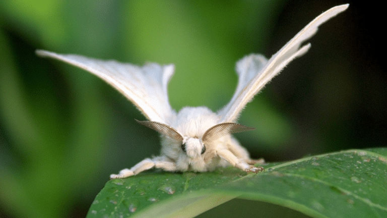 Venezuelan Poodle Moth Lifespan