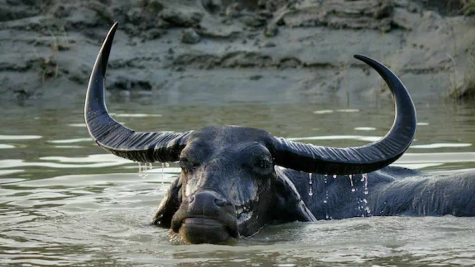 precautions-keeping-water-buffalo-in-water