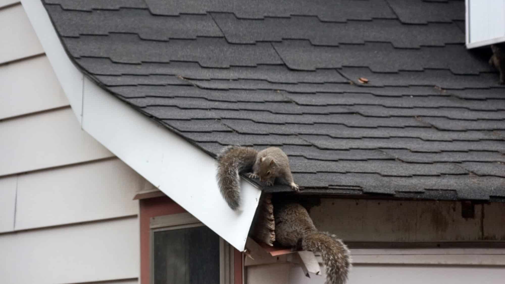 How to keep squirrel out of the attic 1 - 1