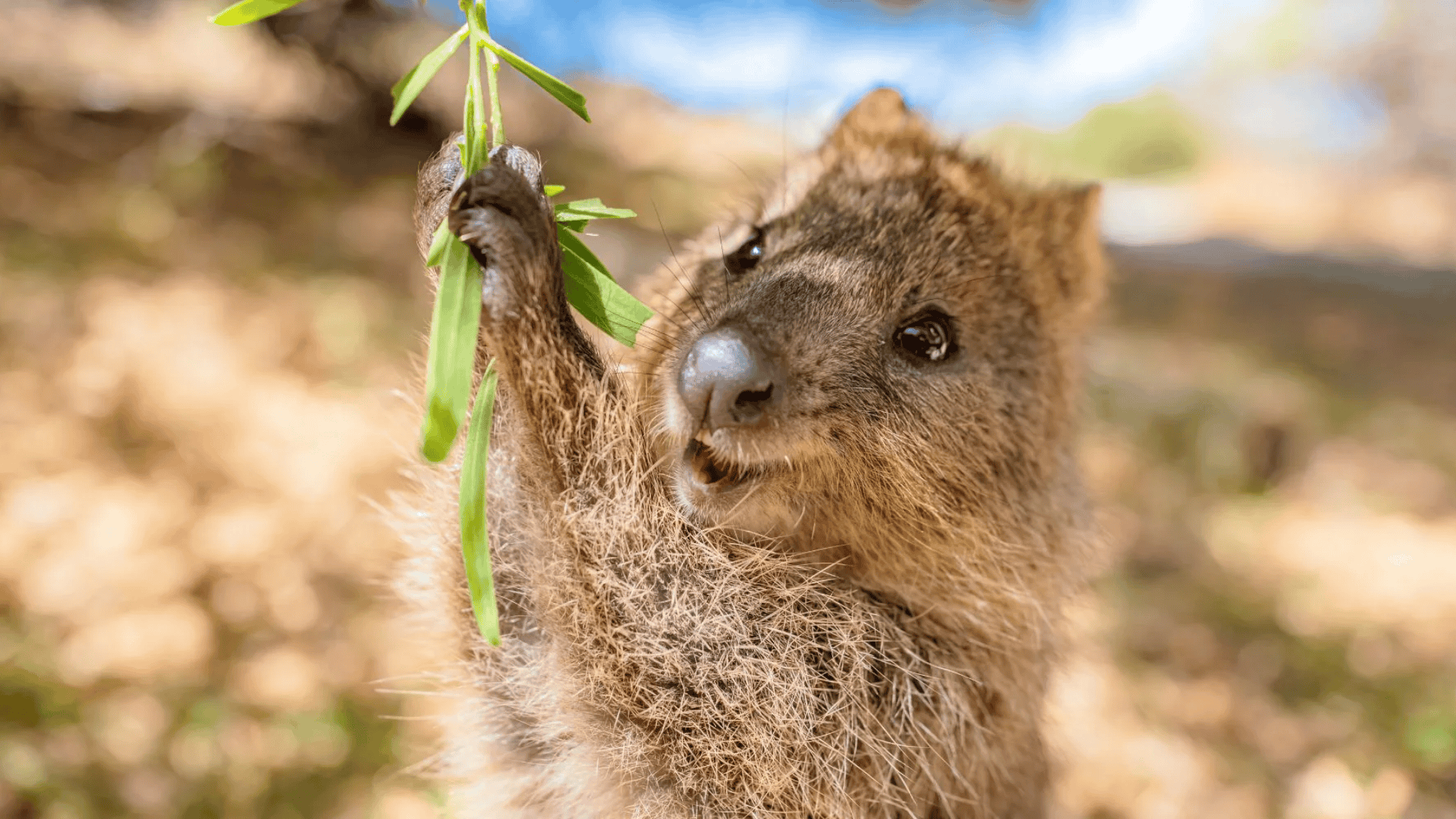 Quokka’s Defense Mechanism: How They Survive in the Wild