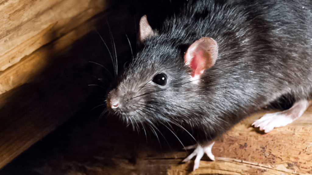 rat featured image