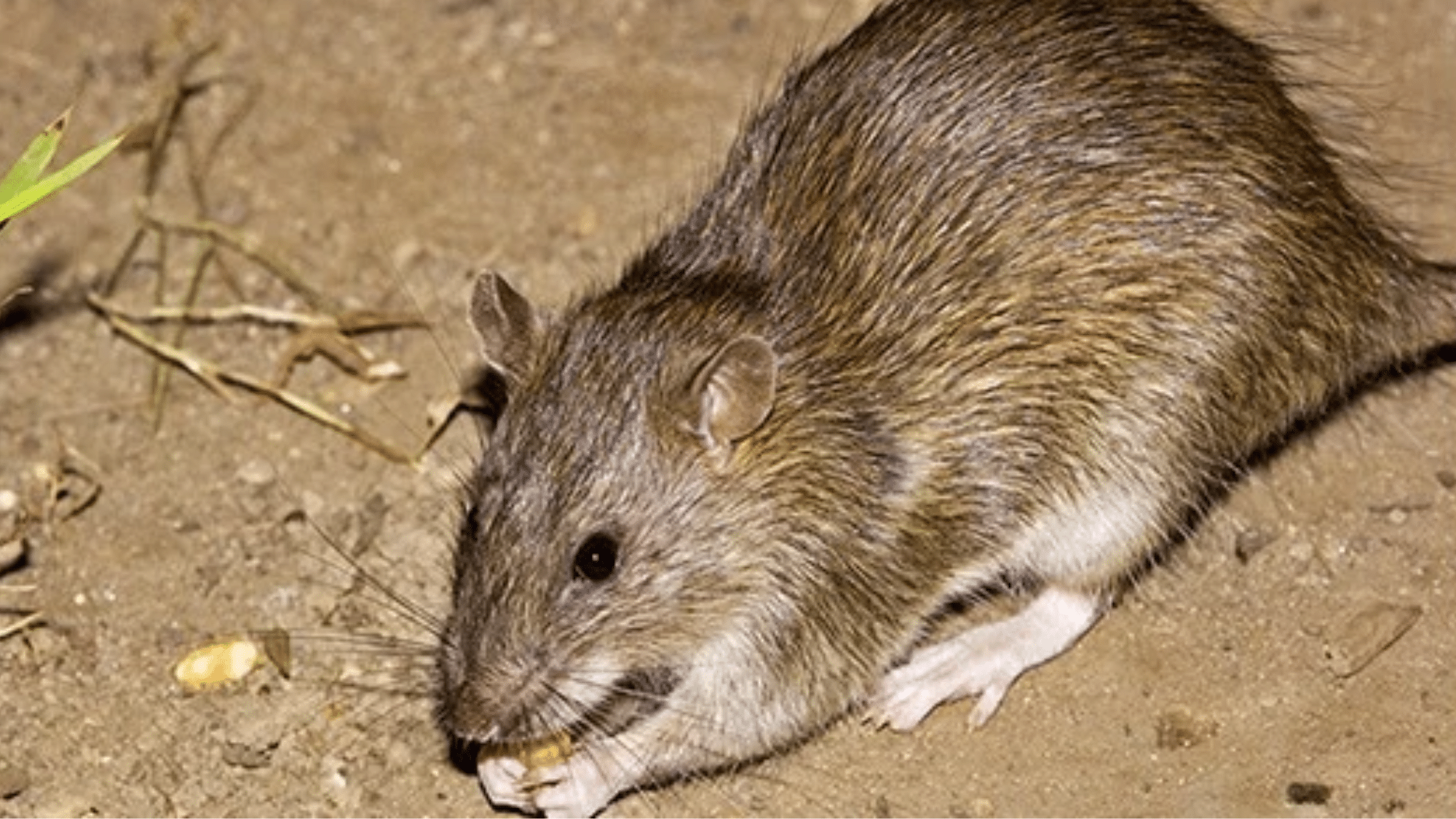 Are Norway Rats Dangerous and How to Stop Them
