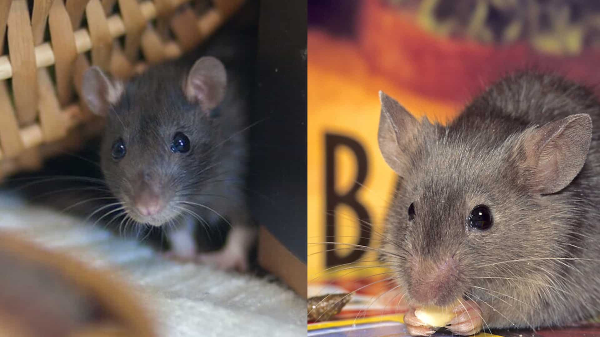 rat vs mice featured image - 1