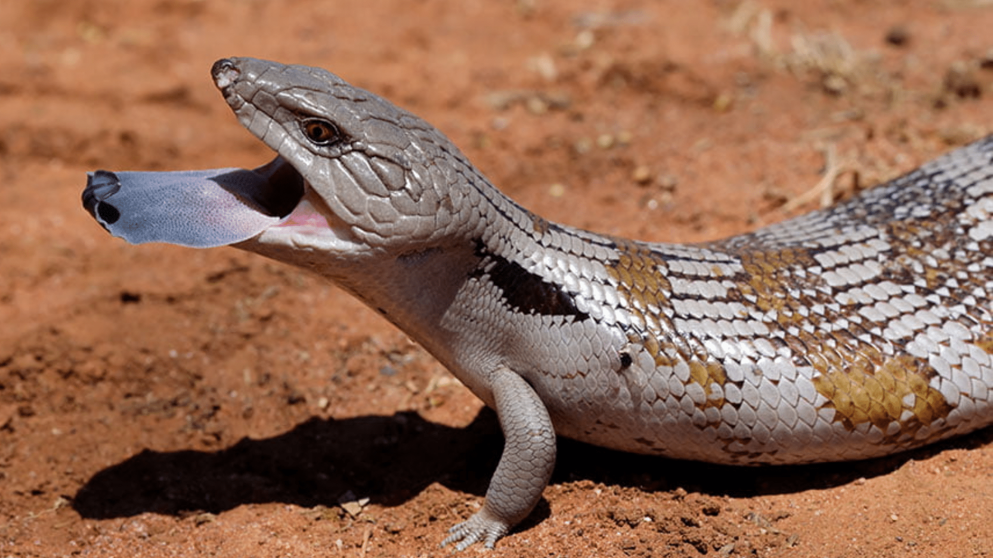 skink habitats