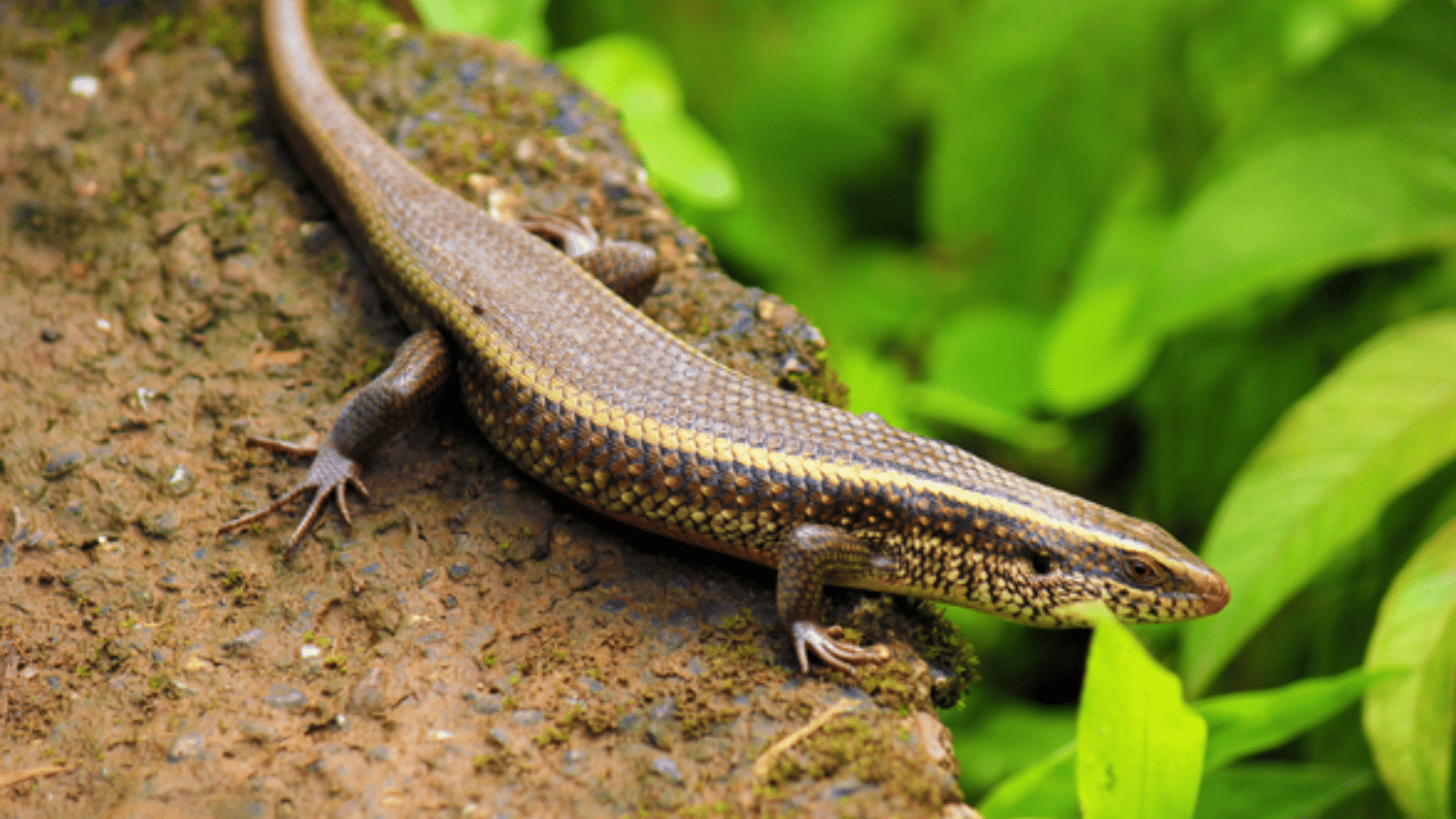 skink
