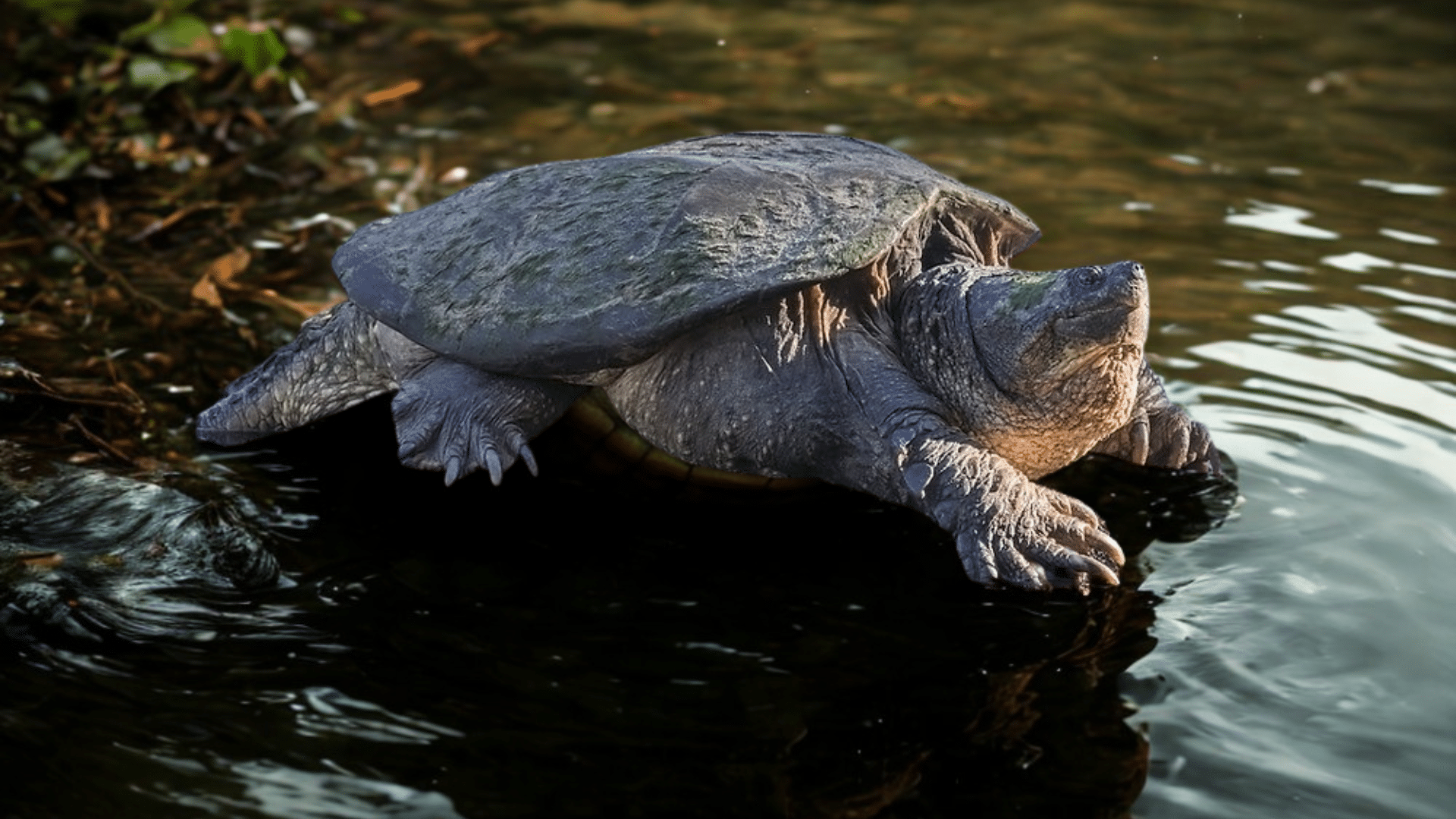 snapping-turtle-bite-force