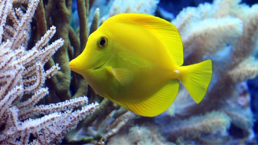 TANG ANIMAL - 1
