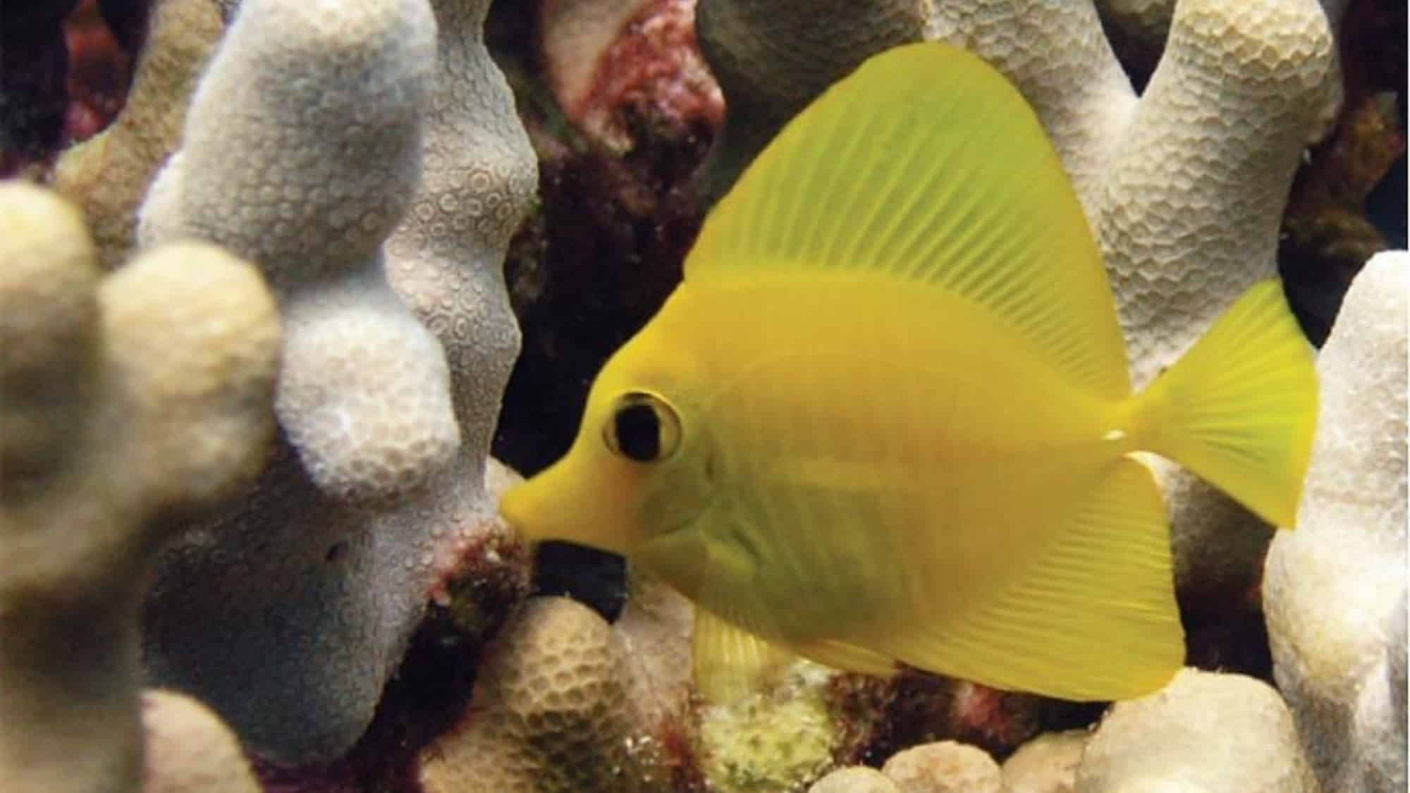 TANG ANIMAL eating - 1