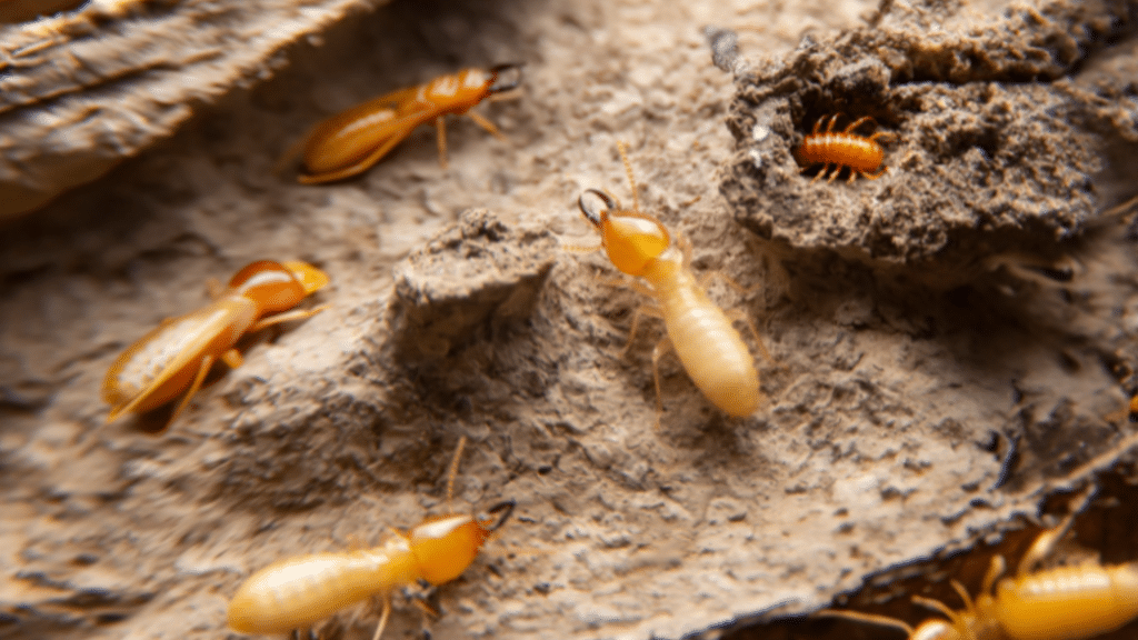 Identifying 9 Bugs that Look Like Termites