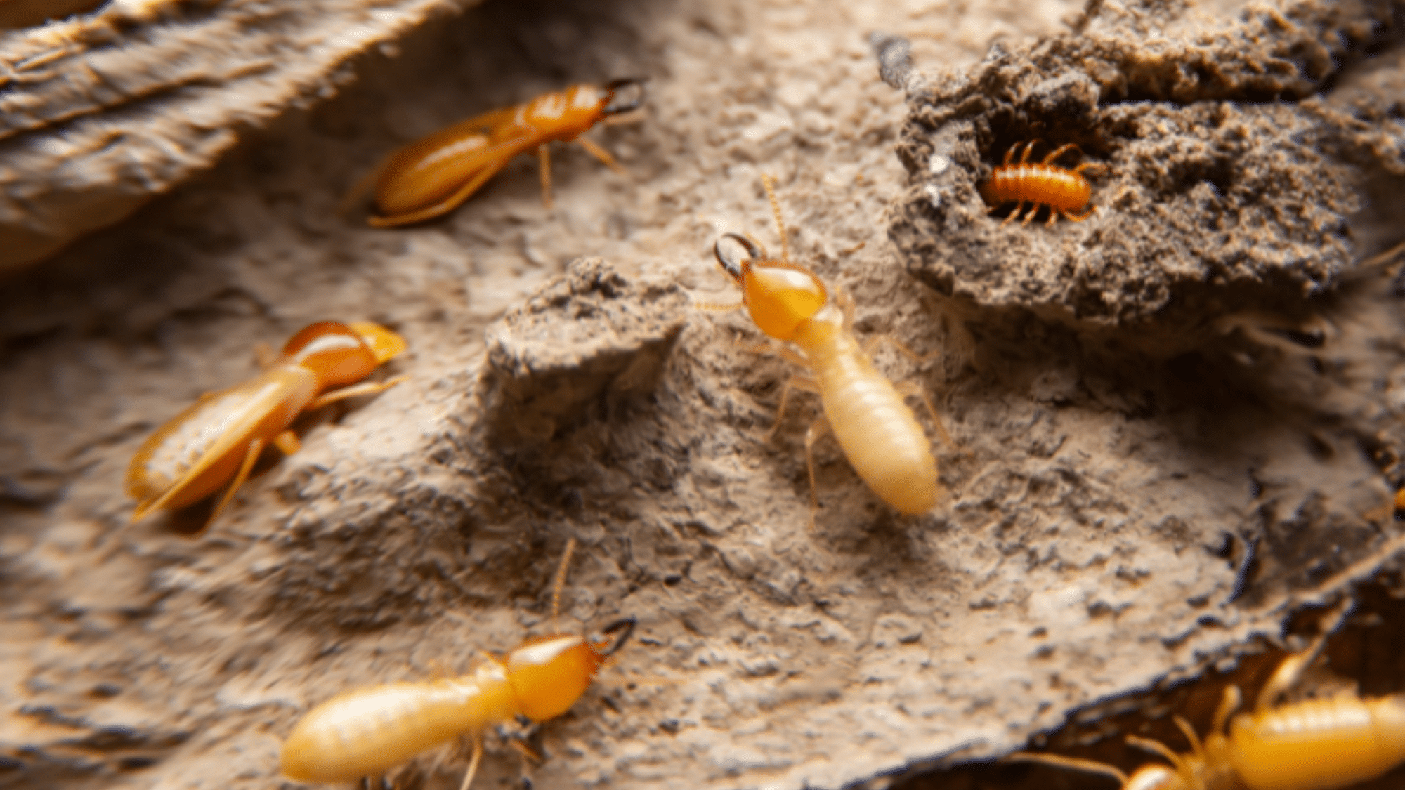 Identifying 9 Bugs that Look Like Termites