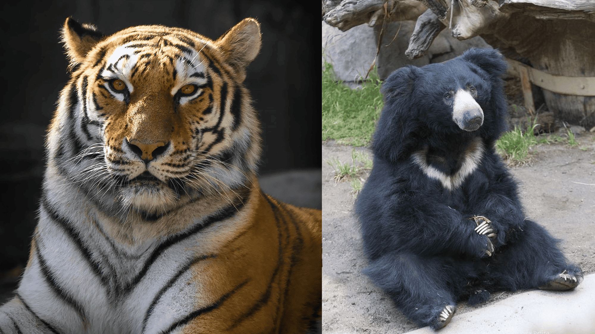 Who is More Dangerous Sloth Bear vs Tiger?