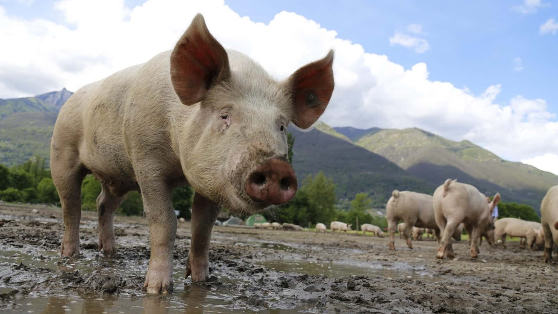 67 Weird Facts About Pigs You Didn’t Know