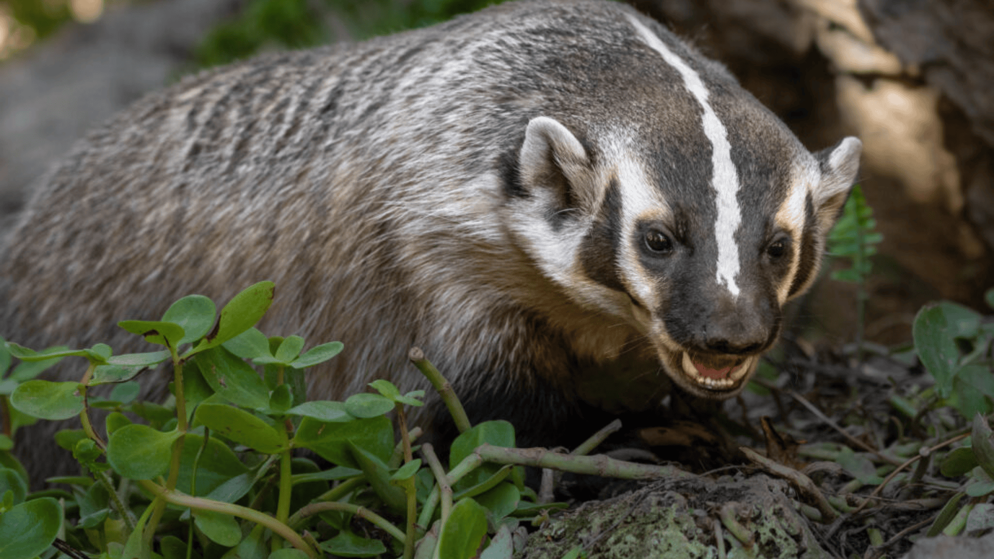 What is a Badger Look Like in Reality?