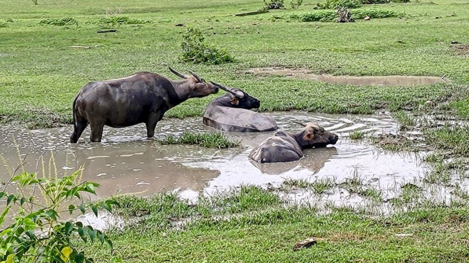 why-water-buffalo-swim