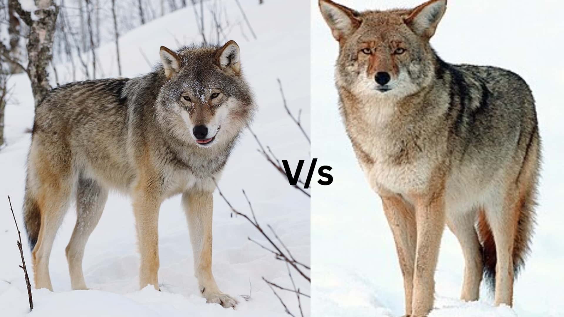 Wolf and Coyote: Side by Side Comparison