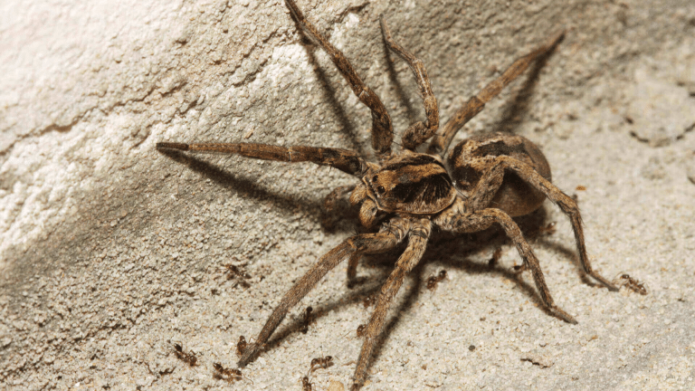 Why are They Called Wolf Spiders?