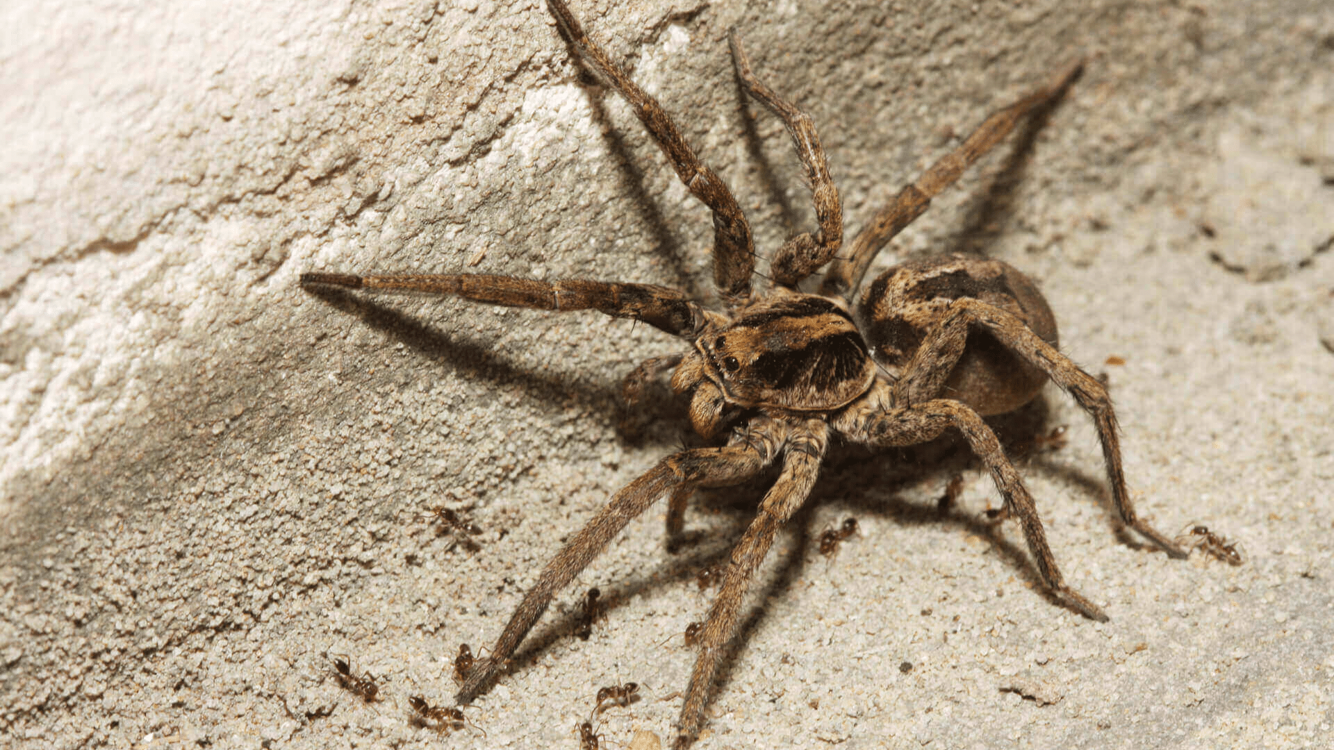 Why are They Called Wolf Spiders?