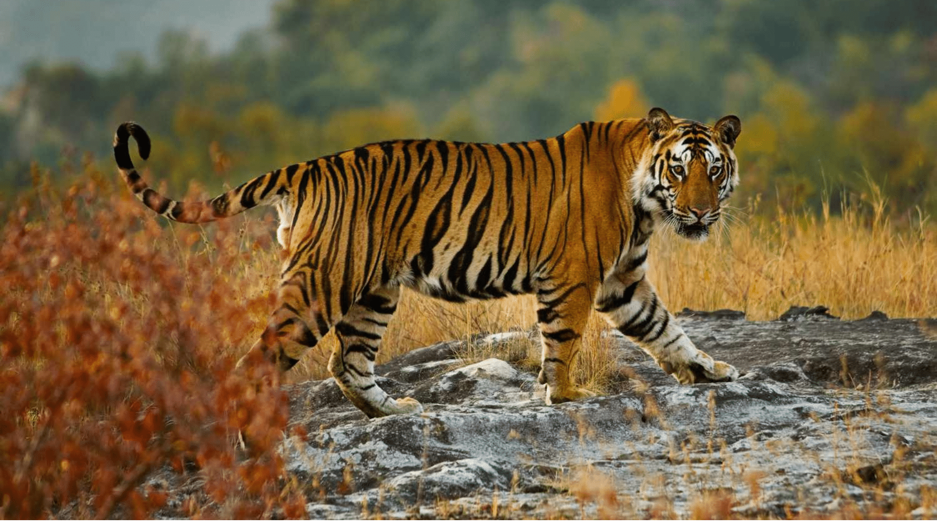 Bengal Tiger