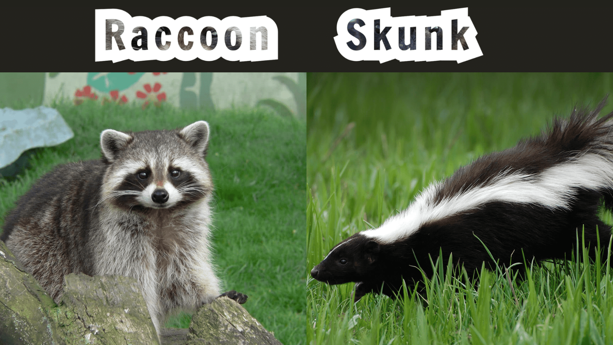 Fun Facts About Raccoons vs Skunks
