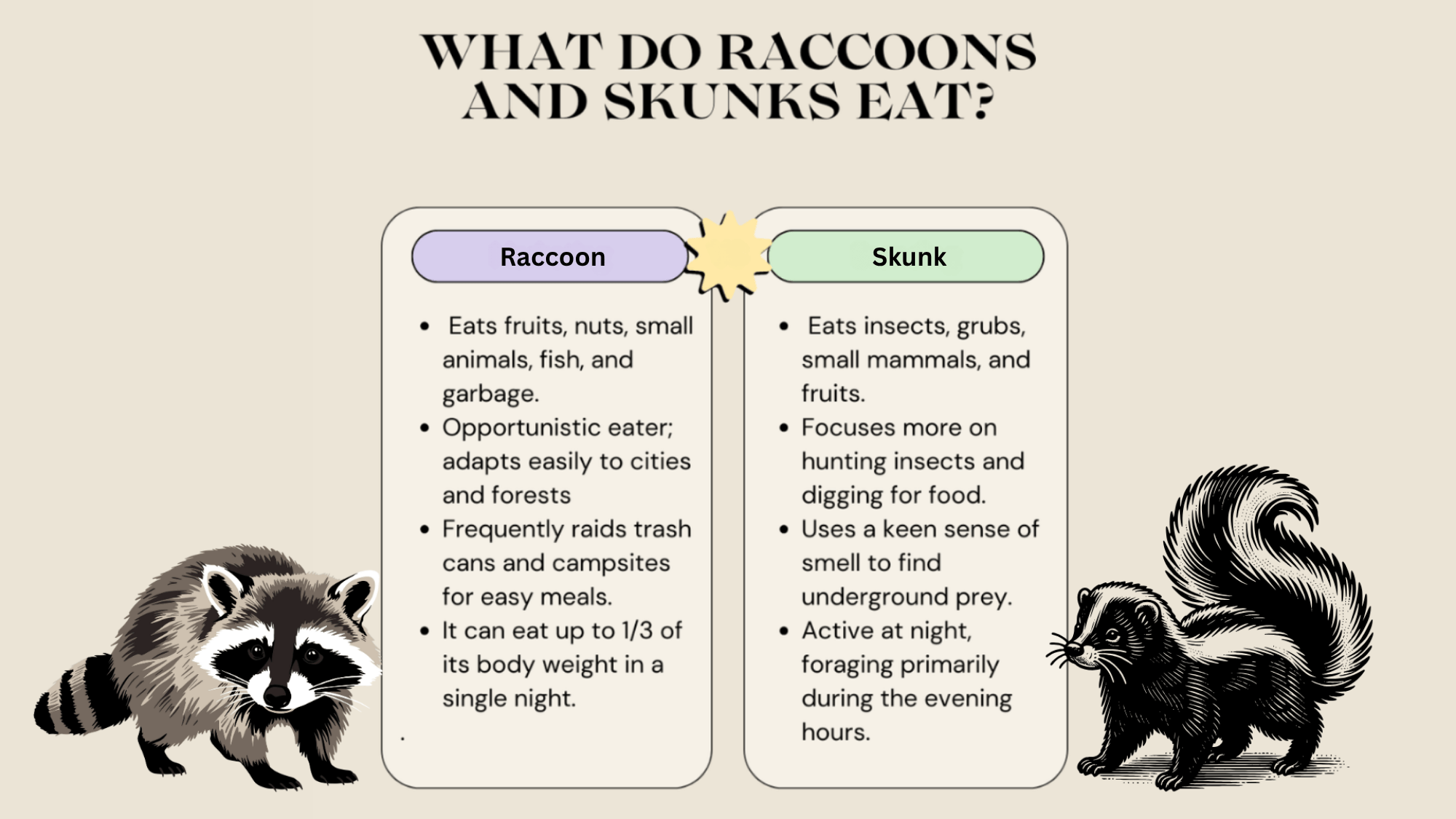 How Long do Raccoons and Skunks Live?
