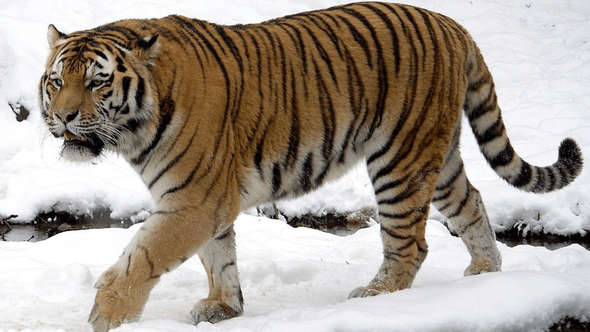 Siberian Tiger
